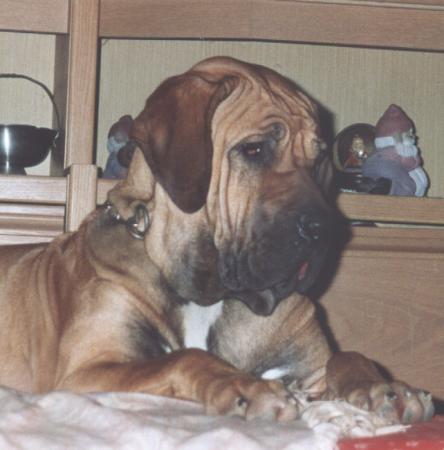 Fila Brasileiro Blondie