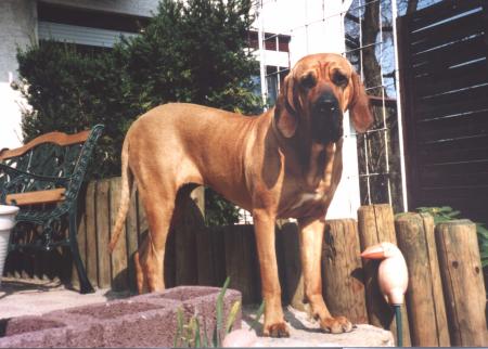 Fila Brasileiro Cosma