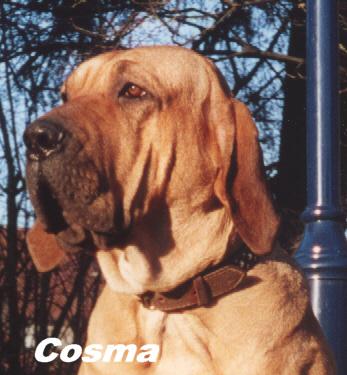 Fila Brasileiro Cosma