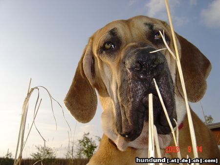 Fila Brasileiro mein fila hugo aus halberstadt / sachsen anhalt