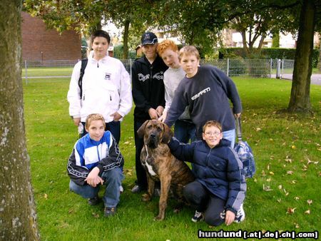 Fila Brasileiro Gringo, der Schulhund