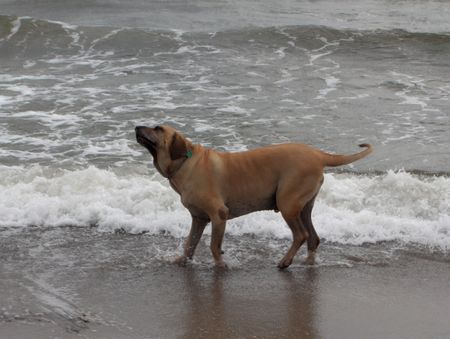 Fila Brasileiro Simba am Meer