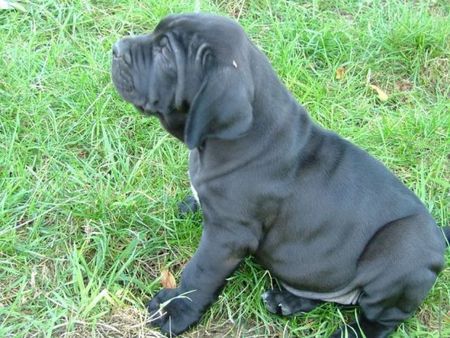 Fila Brasileiro Abarcar Of Fazenda dos Amigos da Vida, 6 Wochen alt, ein grosses Baby