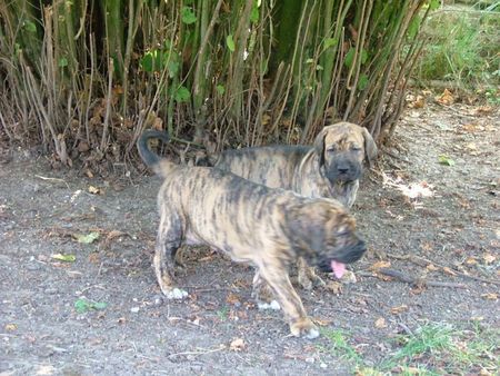 Fila Brasileiro Africano und Algazarra Of Fazenda dos Amigos da Vida, 7 Wochen alt, 