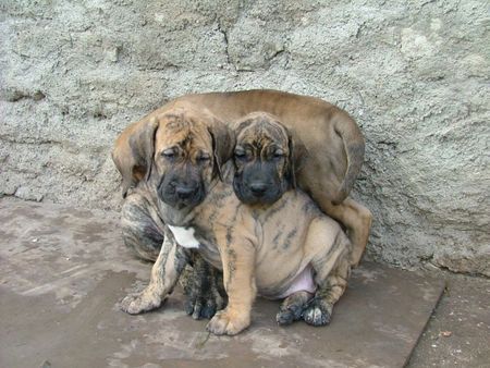 Fila Brasileiro Africano, Aretuza und Afilado Of Fazenda dos Amigos da Vida, 8 Wochen alt, 