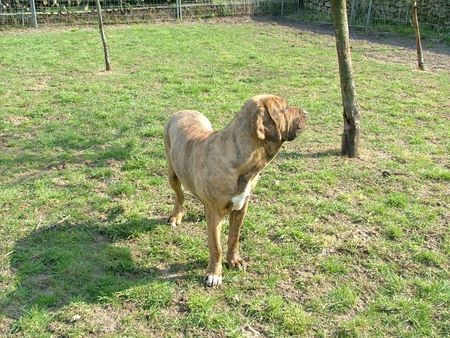 Fila Brasileiro Abia 1 Jahr alt, 