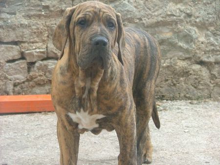 Fila Brasileiro Abia 5 Monate alt, 