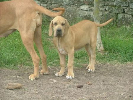 Fila Brasileiro Astelle Of Fazendados Amigos da Vida, 3 Monate alt