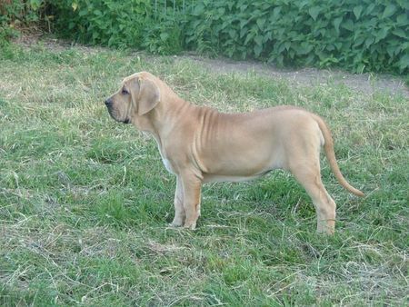 Fila Brasileiro Astelle Of Fazenda dos Amigos da Vida, 4 Monate alt