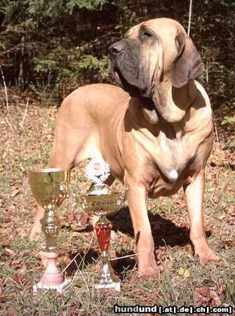 Fila Brasileiro Our female Aura - double European winner 