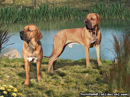 Fila Brasileiro www.derfila.de - Ciano und Cidonia