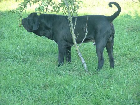 Fila Brasileiro Fabricio, 16 Monate alt, ein Panzer