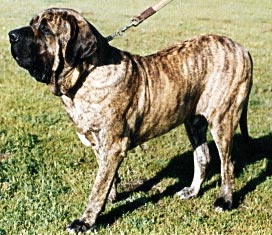 Fila Brasileiro