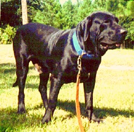 Fila Brasileiro