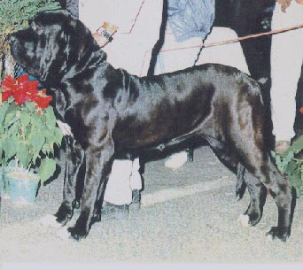 Fila Brasileiro