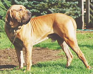 Fila Brasileiro