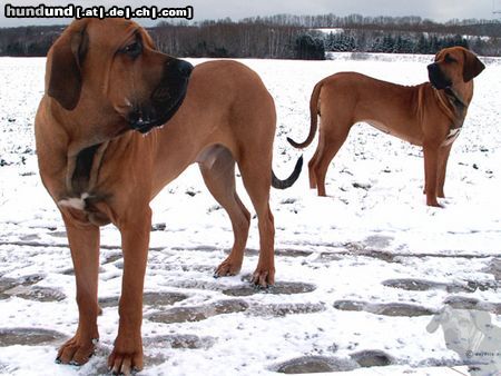 Fila Brasileiro www.derfila.de - Ciano und Cidonia