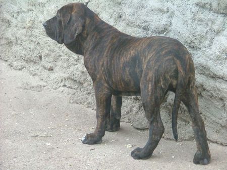 Fila Brasileiro Azure 5 Monate alt