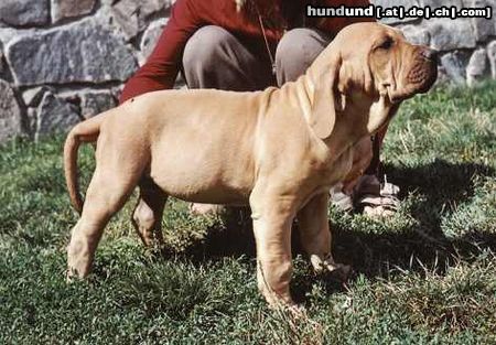 Fila Brasileiro New pupies were born to our Amendoa do Rafirez and Intch Jeff Chvaterub.rokle-Champion HU,CZ,SK,AU,PL,European winer.HD A 