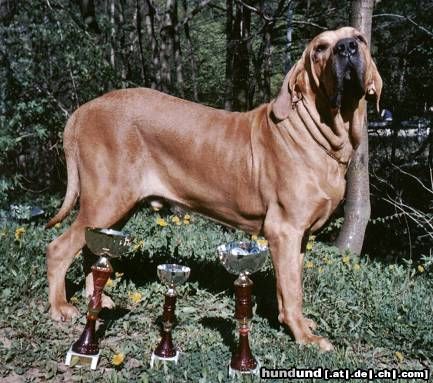 Fila Brasileiro Unser Hund Jeff-INTCH,European winner,CHCZ,CHSK,CHH,CHPL,CHA