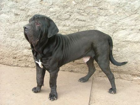 Fila Brasileiro Manolito do Sertao 1 Jahralt, 