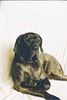 Fila Brasileiro Hund