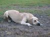 Fila Brasileiro Hund