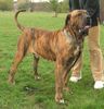 Fila Brasileiro Hund