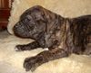 Fila Brasileiro Hund