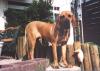 Fila Brasileiro Hund