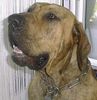 Fila Brasileiro Hund