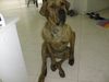 Fila Brasileiro Hund