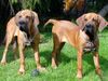 Fila Brasileiro Hund