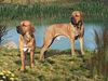 Fila Brasileiro Hund