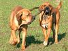 Fila Brasileiro Hund