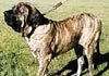 Fila Brasileiro Hund