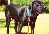 Fila Brasileiro Hund