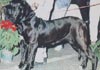 Fila Brasileiro Hund