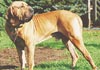 Fila Brasileiro Hund