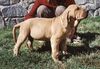 Fila Brasileiro Hund