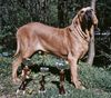 Fila Brasileiro Hund