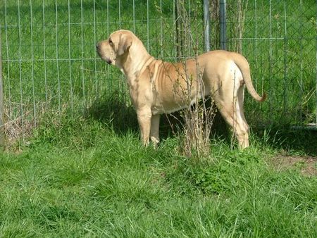 Fila Brasileiro Uriah Of Fazenda dos Amigos da Vida 2 Jahre alt, 