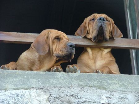 Fila Brasileiro Uma und Ursella Of Fazenda dos Amigos da Vida, 2 Jahre alt, unsere Spions