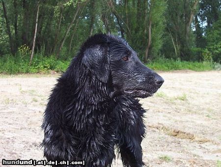 Flat Coated Retriever My flatcoat Yiska, 4 years old.