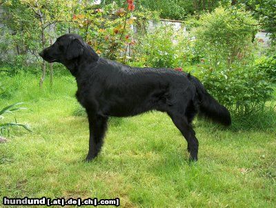 Flat Coated Retriever Fai z Vlcich Luk vel Plaster