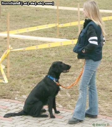 Flat Coated Retriever Zoi & Ich