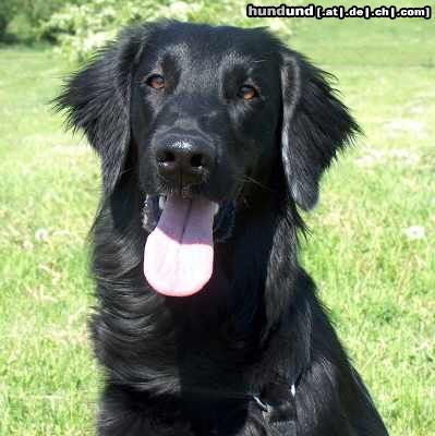 Flat Coated Retriever REKLAMA Canes Beati