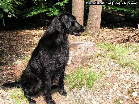 Flat Coated Retriever Kaylee