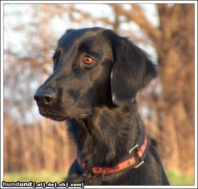 Flat Coated Retriever Afera