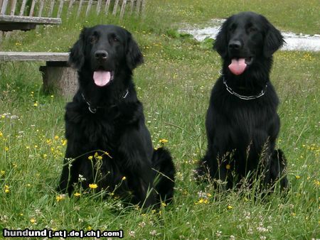 Flat Coated Retriever Vater und Sohn